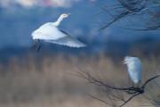 Esplugabous (Bubulcus ibis) 3de5