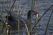 Polla blava (Porphyrio porphyrio)