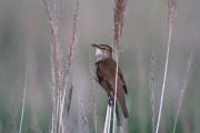 Balquer (Acrocephalus arundinaceus)