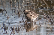 Becadell comú (Gallinago gallinago)