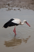 Cigonya blanca (Ciconia ciconia)