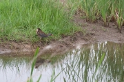 Rascló (Rallus aquaticus)