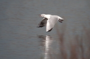 Gavina vulgar (Larus ridibundus)