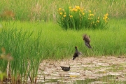 Polla d'aigua (Gallinula chloropus)