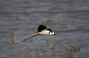 Cames llargues (Himantopus himantopus)