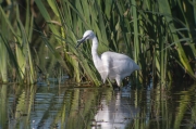 Martinet blanc (Egretta garzetta)