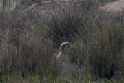 Agró roig (Ardea purpurea)