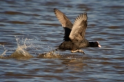 Fotja (Fulica atra)