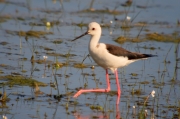 Camesllargues (Himantopus himantopus)