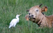 Esplugabous (Bubulcus Ibis)