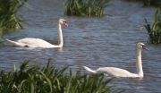 Cigne mut (Cygnus olor)