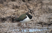 Fredeluga (Vanellus vanellus)