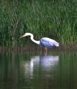 Agró blanc (Ardea alba)