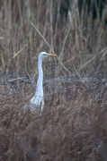 Agró blanc (Ardea alba)