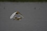 Martinet ros (Ardeola ralloides) 2de4