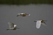 Martinet ros (Ardeola ralloides) 3de4
