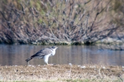 Astor (Accipiter Gentilis)