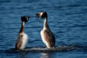 Cabussó emplomallat (Podiceps cristatus)  1de5