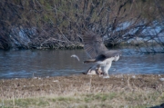 Astor (Accipiter Gentilis)