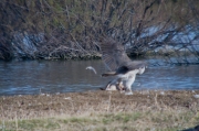 Astor (Accipiter Gentilis)