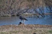 Astor (Accipiter Gentilis)