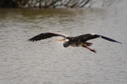 Bernat pescaire (Ardea cinerea)