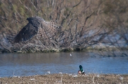 Astor (Accipiter Gentilis)