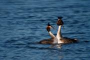 Cabussó emplomallat (Podiceps cristatus)  3de5