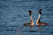 Cabussó emplomallat (Podiceps cristatus)  4de5