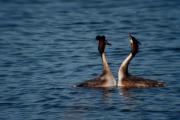 Cabussó emplomallat (Podiceps cristatus)  5de5