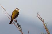 Cuereta groga Alemanya ( Motacilla flava flava ) 2de2