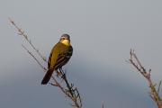 Cuereta groga Alemanya ( Motacilla flava flava ) 1de2