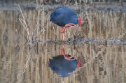 Polla blava (Porphyrio porphyrio)