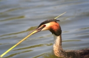 Cabussó emplomallat (Podiceps cristatus)