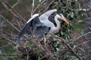 Bernat pescaire (Ardea cinerea)