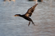 Corb Marí gros (phalacrocorax carbo)