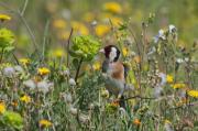 Cadernera (Carduelis carduelis)