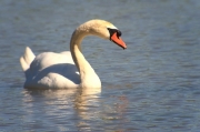 Cigne mut (Cygnus olor)