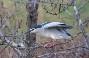 Martinet de nit (Nycticorax nycticorax).