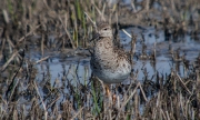 Batallaire (Philomachus pugnax)