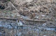 Becadell comú (Gallinago gallinago)