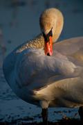 Cigne mut (Cygnus olor) 1de2