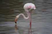 Flamenc (Phoenicopterus roseus)