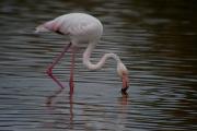 Flamenc (Phoenicopterus roseus)