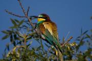 Abellerol (Merops apiaster)