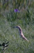 Martinet ros (Ardeola ralloides)