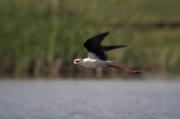 Cames Llargues (Himantopus himantopus)