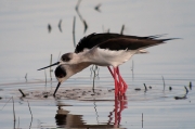 Cames llargues (Himantopus himantopus)