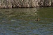 Cabussó emplomallat (Podiceps cristatus)