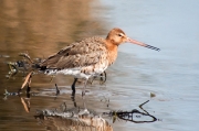 Tètol cuanegre (Limosa limosa)